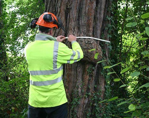 The importance of tree surveys and will you need one?